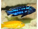 electricblueJohannii1.jpg