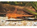 rineloricaria_sp_red4.jpg