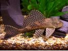 plecostomus.jpg