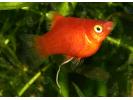 RedPlaty1.jpg