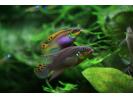 Pelvicachromis-taeniatus-Moliwe-j.jpg