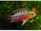 apistogramma1_hongsloi.jpg