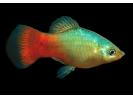 Blue coral platy.gif