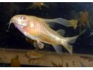 corydoras_paleatus_man_made_albino_long_finned_mal