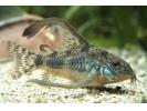 paleatus-longfin2.jpg